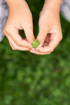 Woman holding four-leaf clover