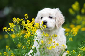 adorable golden retriever puppy portrait outdoors in summer - obrazy, fototapety, plakaty