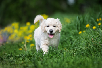 happy golden retriever puppy walking on grass