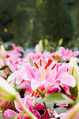 lilly pink flowers in the nature garden romance nature flowers blooming in the garden