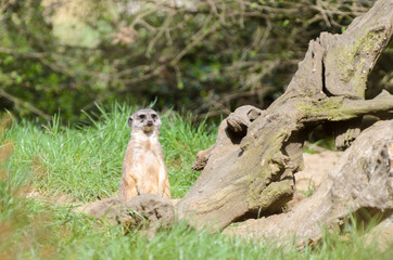 Meerkat looks around the prairie, protects his herd.