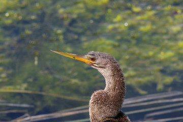 Anhinga