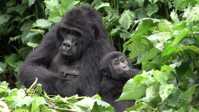 Mountain Gorilla, amazing young Boy and his mother. Bwindi Forest, Uganda