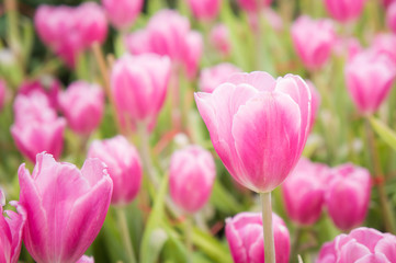 Fototapeta na wymiar pink tulip flowers garden , tulip blooming blossom in the garden