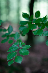 Landscape of a beautiful forest in Bielefeld with green trees and leaves. Germany