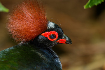 Jungle Quail