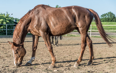 koń kasztan brązowy © Henryk Niestrój