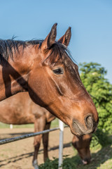 Obraz premium koń kasztan brązowy
