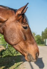 koń kasztan brązowy