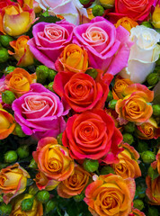 floral background of roses