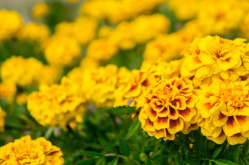 Marigold flowers in the garden on summer , yellow flowers ,beautiful flowers on summer in the nice day herb flowers