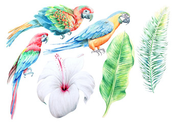 Tropical set.  Hibiscus. Parrots. Palm. Watercolor illustration. Hand drawn. © redneks