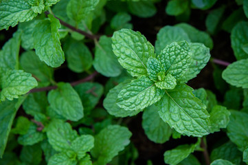 peppermint herb or vegetables in the garden The plant is useful in cooking as a herb to extract fresh scent.