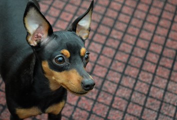 a little black puppy
