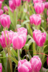 Fototapeta premium pink tulip flowers garden , tulip blooming blossom in the garden