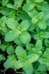 peppermint herb or vegetables in the garden The plant is useful in cooking as a herb to extract fresh scent.