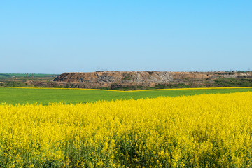 Flowering rapeseed canola field in front of garbage dump. Canola plant for green energy and oil...