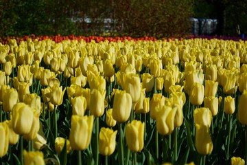 Beautiful yellow tulip flowers with green leaves. Spring