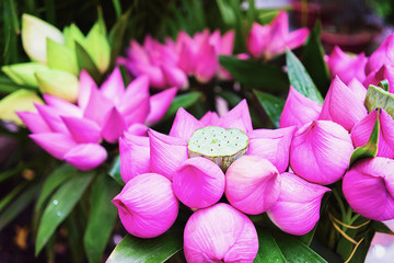 Bunch of lotus flowers in Chi Minh City