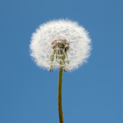 Dandelion Seed Head ,on blurry background,macro close-up