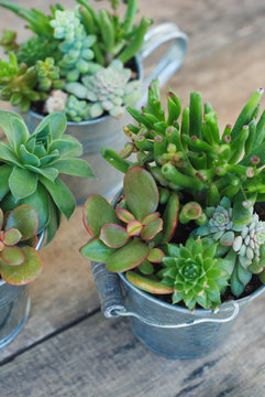 Decorative boiler Mix variety of Succulent Flowers in Pot Plants in Garden. rustic wooden board.