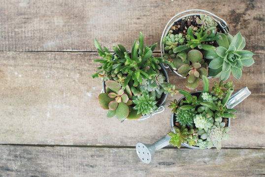 Mix variety of Succulent Flowers in Pot Plants in Garden. rustic wooden board. Ciopy sapce.