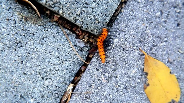 The huge caterpillar crawls
