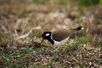 The Red-wattled Lapwing.