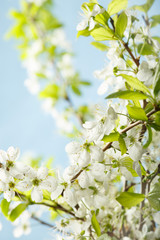 Flowers of the cherry blossoms on a spring day