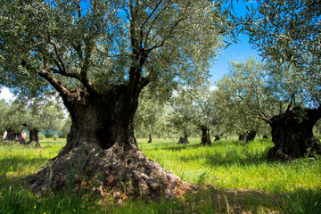 Olivenbaumhain in der Provence