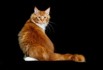 cat maine coon on a black background