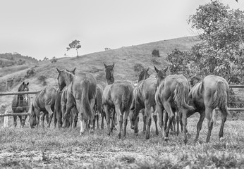 Fototapeta na wymiar Quarter Horse Foals