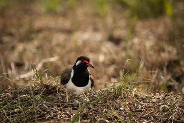 The Red-wattled Lapwing.