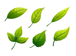 Green leaves have a white background.