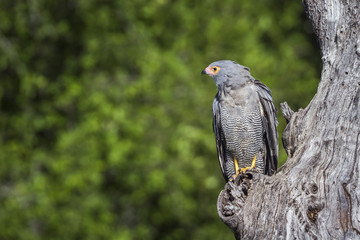 African Harrier-Hawk in Kruger National park, South Africa