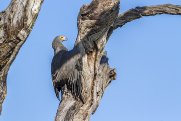 African Harrier-Hawk in Kruger National park, South Africa