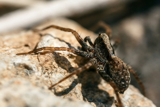 Closeup of a spider.