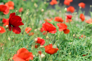 Poppy flowers on the spring field