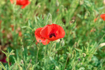 Poppy flowers on the spring field