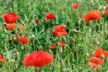 Poppy flowers on the spring field