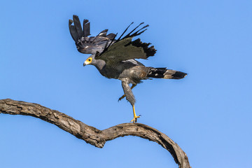 Fototapeta premium African Harrier-Hawk in Kruger National park, South Africa