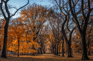 New York City Central Park alley in the Fall