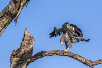 African Harrier-Hawk in Kruger National park, South Africa