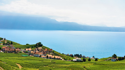 Vineyard Terrace in Switzerland Lavaux