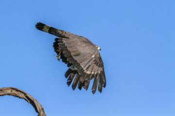 African Harrier-Hawk in Kruger National park, South Africa