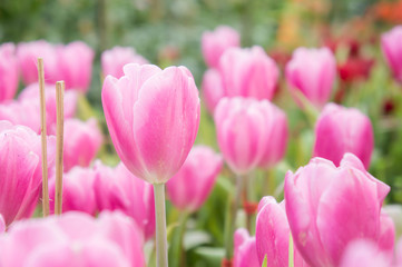 Obraz premium pink tulip flowers garden , tulip blooming blossom in the garden