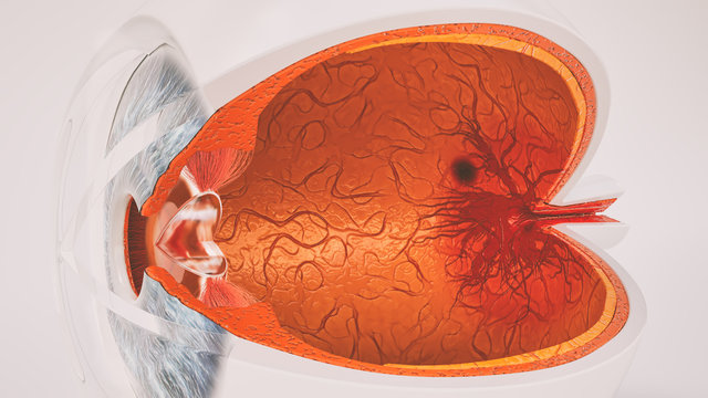 Menschliches Auge im Querschnitt - sehr detailreich