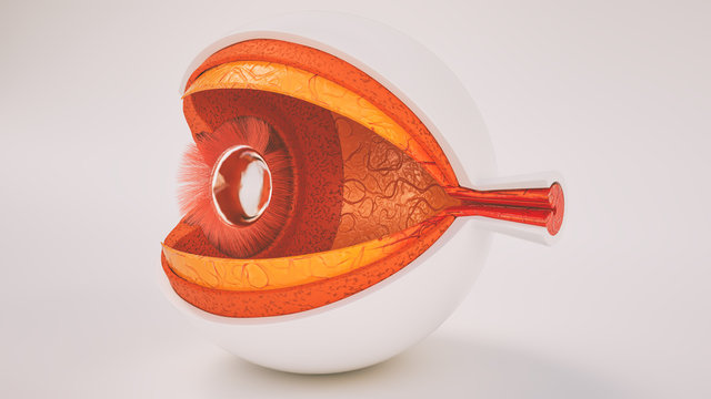 Menschliches Auge im Querschnitt - sehr detailreich