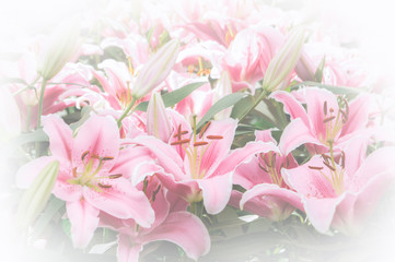 Obraz na płótnie Canvas flowers lilly in the garden vintage style flowers background