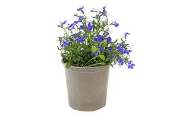plant with small blue flowers planted with a plastic flower pot on a white background